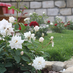 Чисто белая - Парковая кустовая роза 